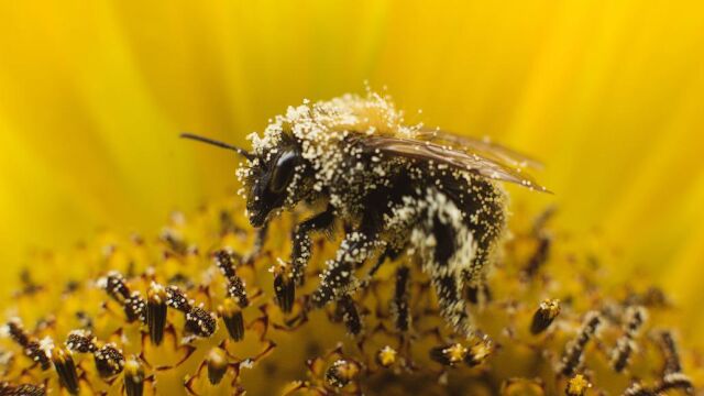 Una abeja polinizando una flor