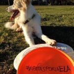 EN LAS REDES. Un perro de «disc dog» en apoyo a #PatasPorLaELA
