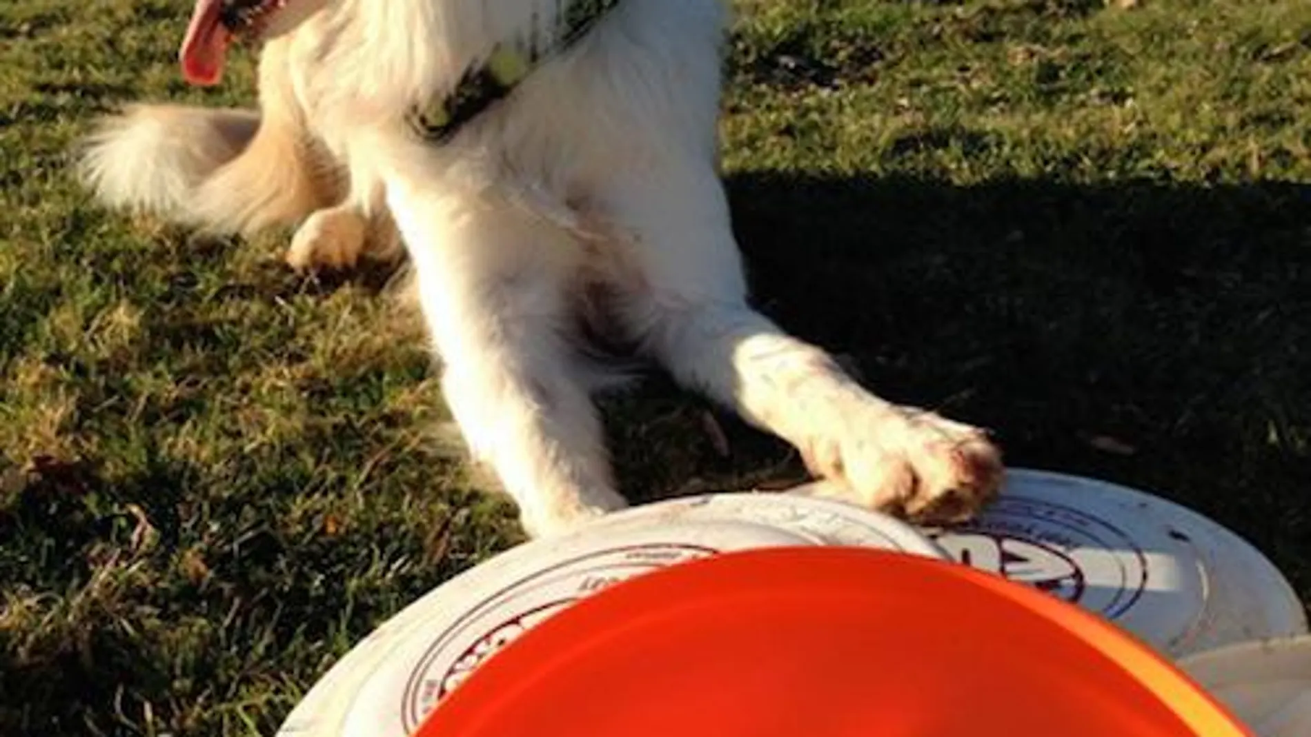 EN LAS REDES. Un perro de «disc dog» en apoyo a #PatasPorLaELA