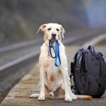 Perros al tren