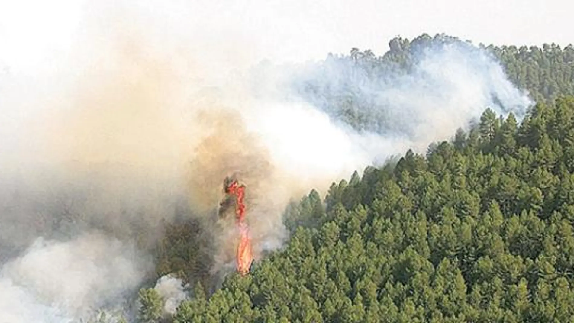 El 88 por ciento de los montes están abandonados