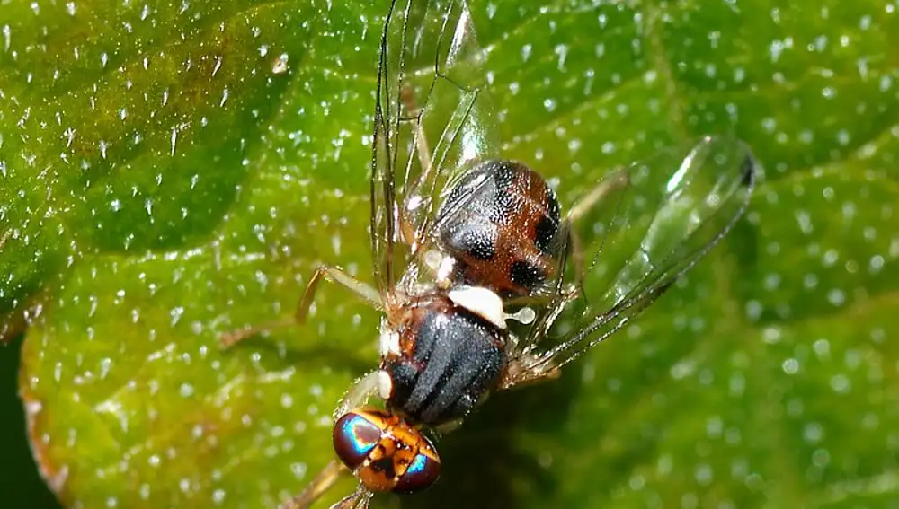 Un ejemplar de mosca del olivo