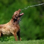 El calor, una amenaza para la salud de los perros