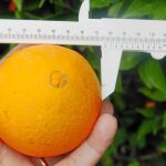 La naranja tiene que ser naranja