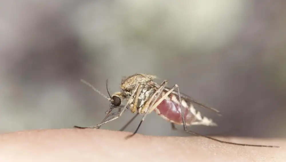 ¿Por qué no hay ningún «escudo» antipicaduras de mosquitos?