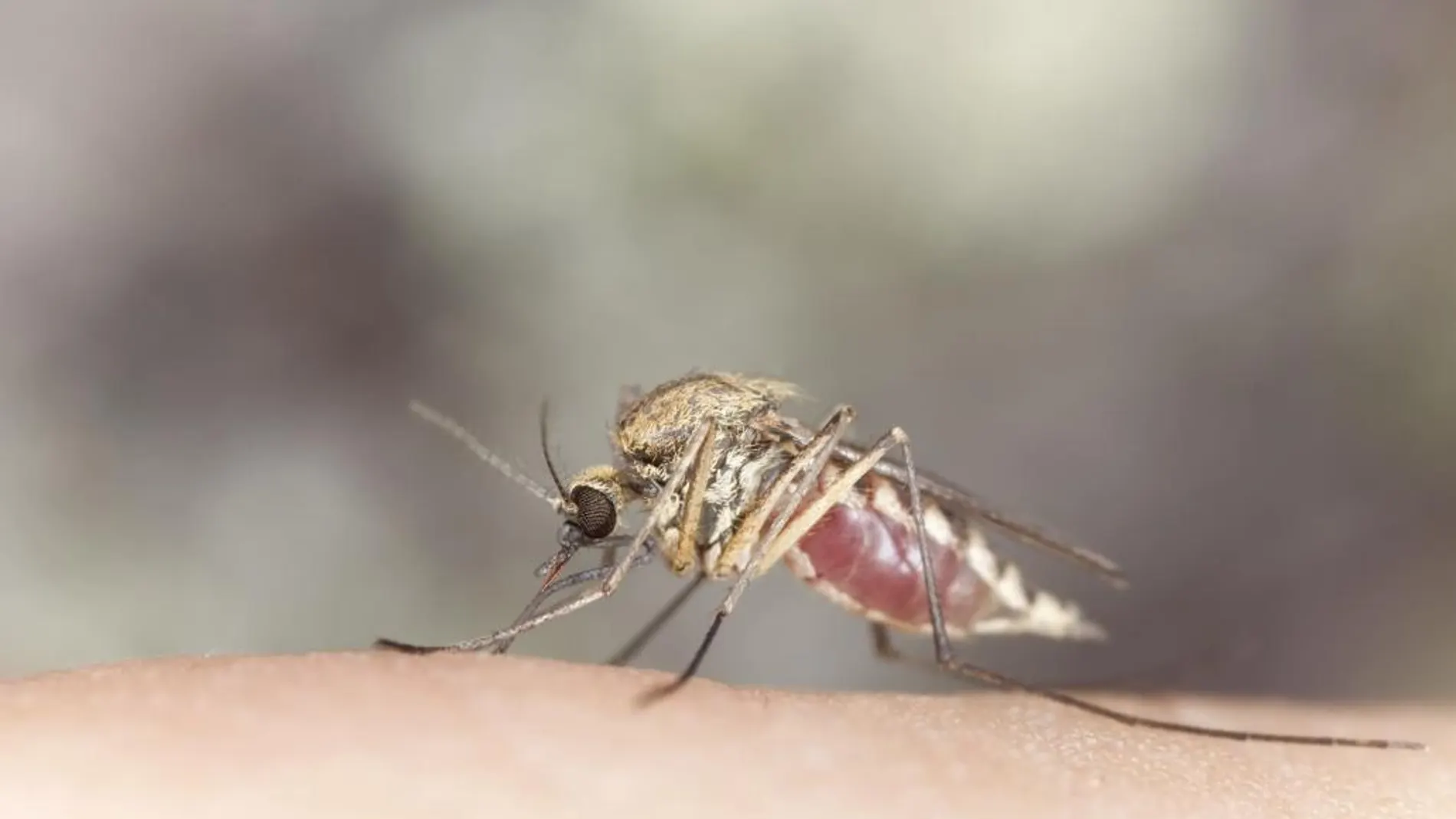 ¿Por qué no hay ningún «escudo» antipicaduras de mosquitos?