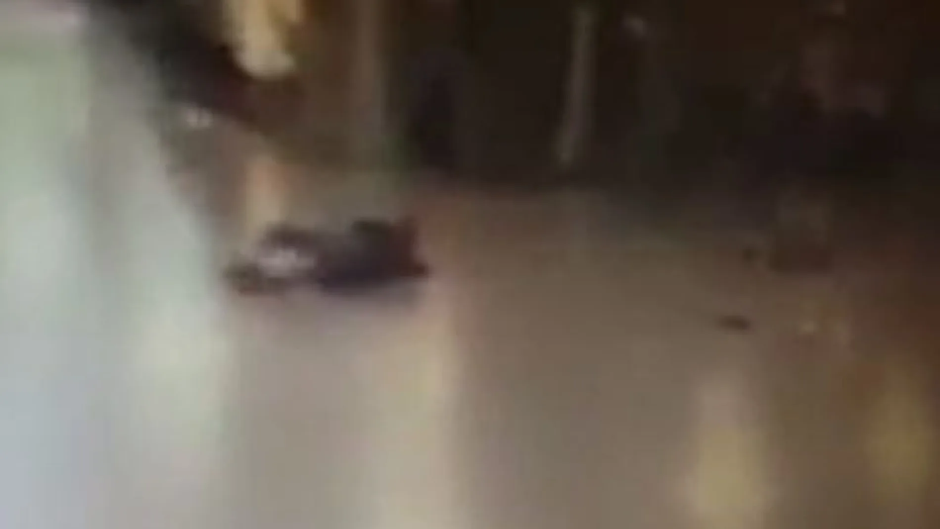 Captura del vídeo que muestra a uno de los kamikazes tirado en el suelo