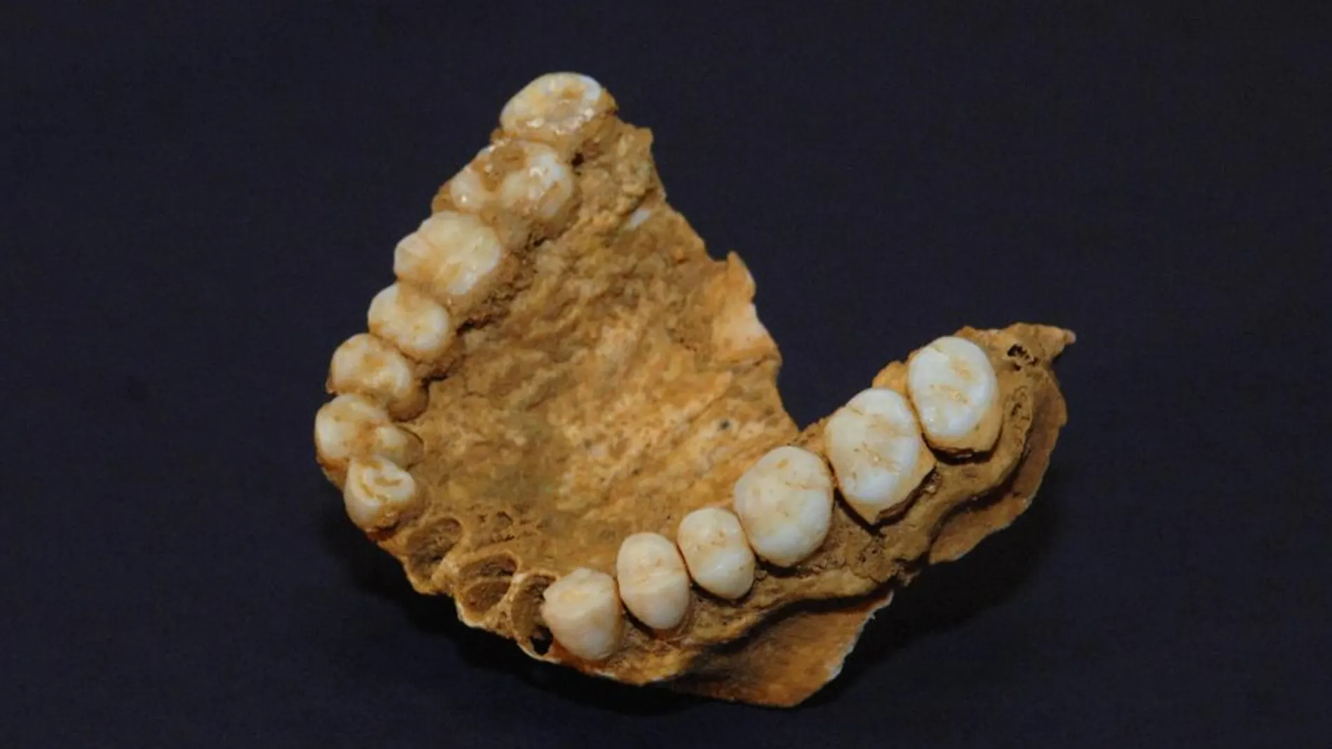 Un maxilar de un neandertal hallado en el yacimiento de la cueva del Sidrón, en Asturias