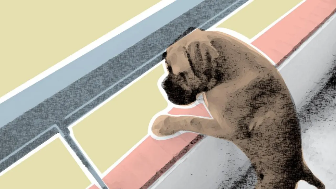 Puede suicidarse mi perro? Puede suicidarse mi perro?