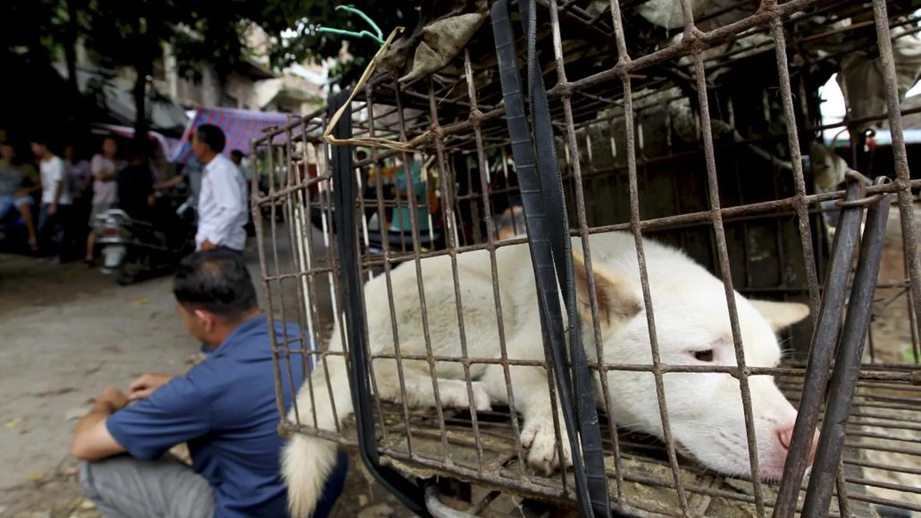 Un perro permanece enjaulado en Yulin durante el festival de 2013
