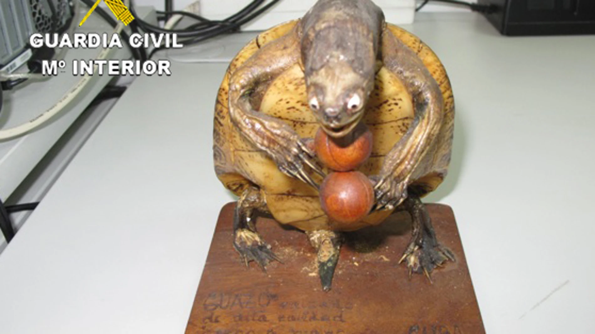 El Seprona incauta 34 ejemplares de especies protegidas convertidos en objetos decorativos