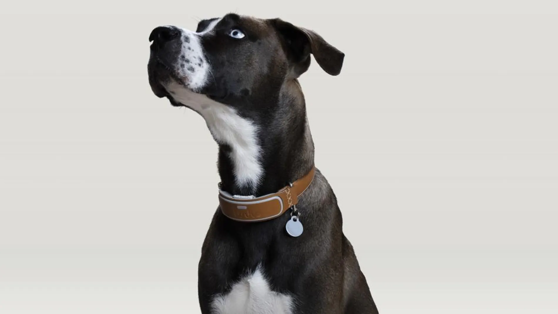 LINK AKC Smart Dog Collar, un dispositivo que no solo localiza y registra la actividad del perro, sino que está diseñado para fortalecer su vínculo con su dueño.