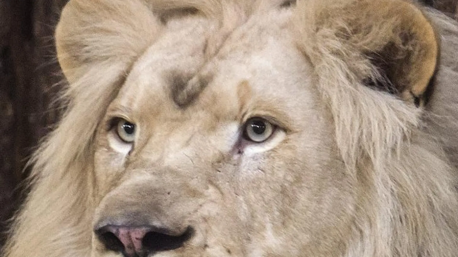 Una manada de leones devora a un cazador furtivo en Suráfrica