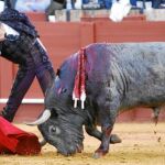 Escribano, torea con la diestra a «Cobradiezmos», el toro de Victorino Martín que fue indultado en Sevilla