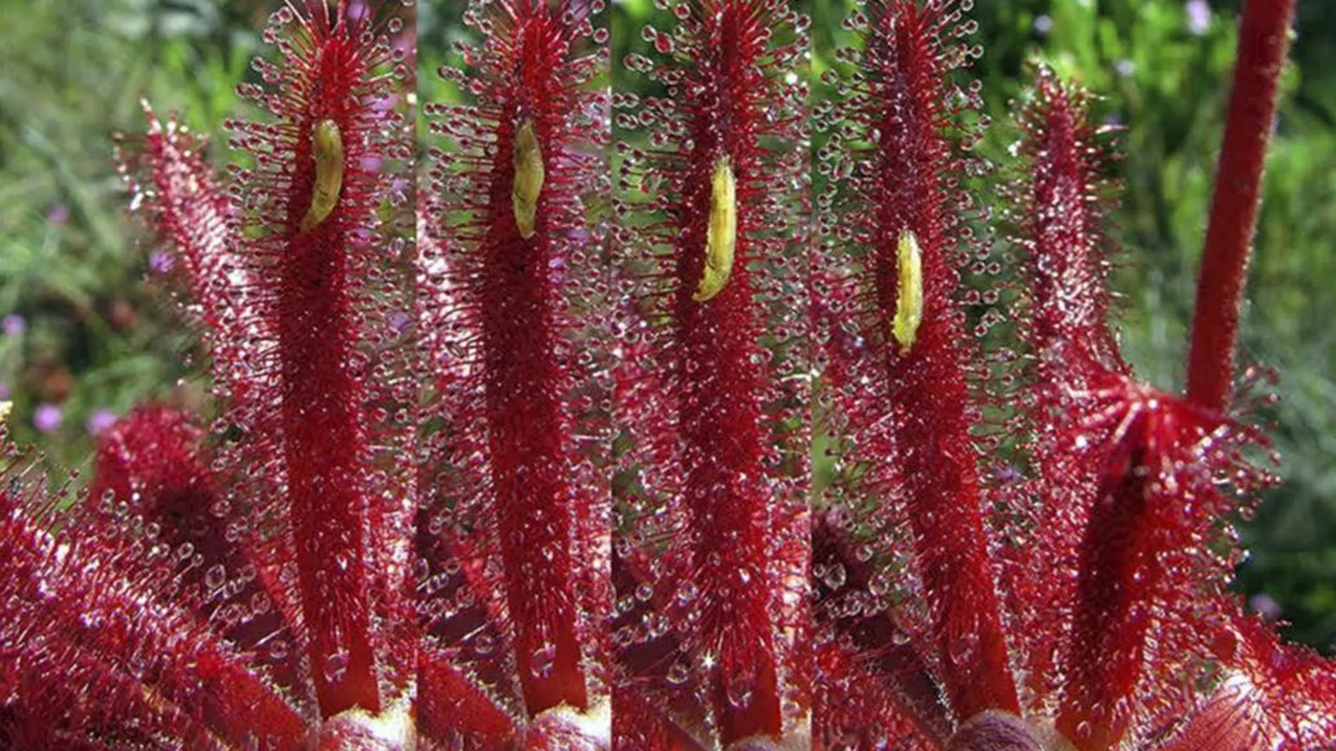 Un equipo de entomólogos y botánicos alemanes, brasileños y españoles ha hallado en Brasil larvas de una especie de mosca que viven en las hojas pegajosas de plantas carnívoras y a las que, además, «roban» su alimento. EFE