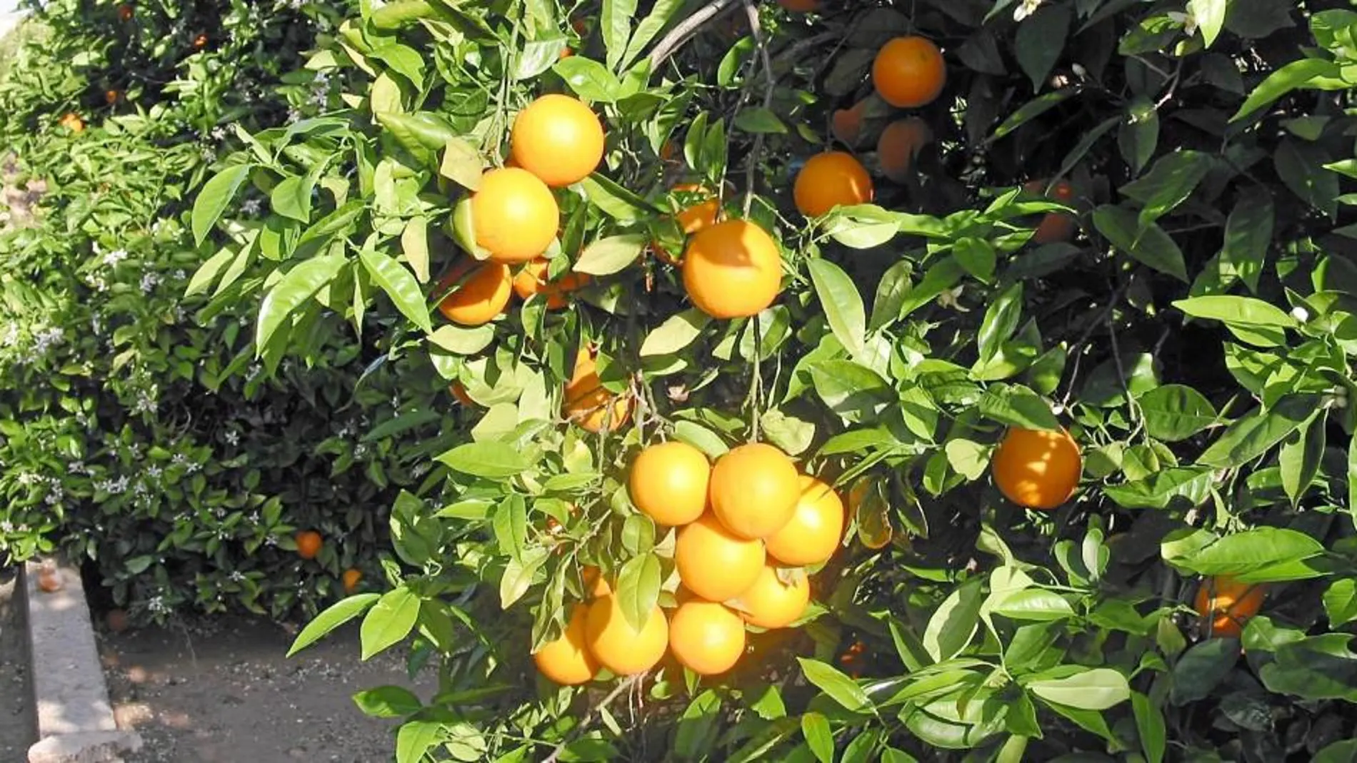 Los agricultores han pedido que se extremen las labores de vigilancia para evitar estos sucesos