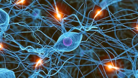 Imagen de unas neuronas