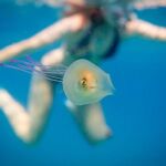 La foto de un pez dentro de una medusa se vuelve viral