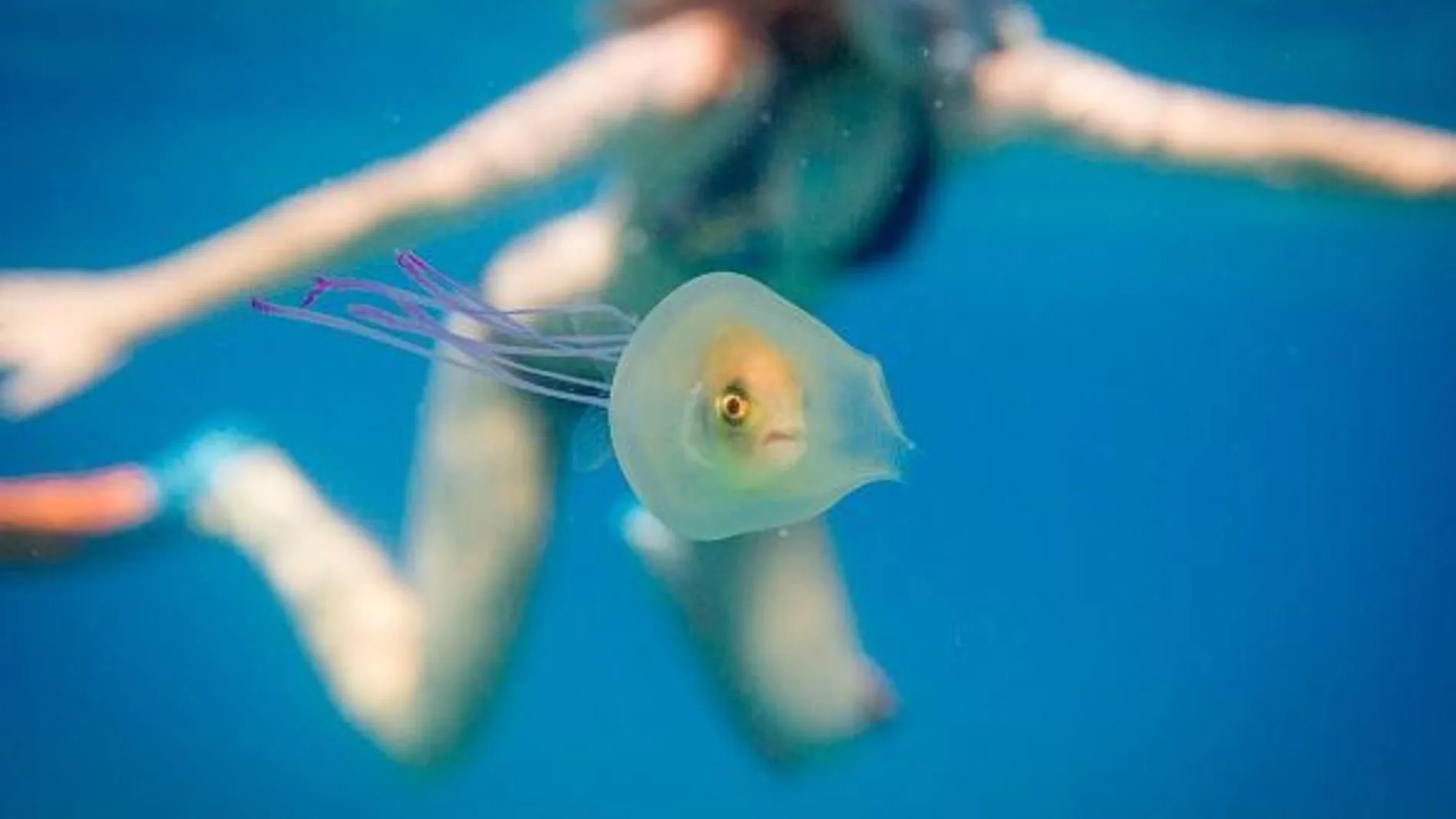 La foto de un pez dentro de una medusa se vuelve viral