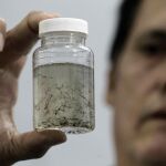 Un médico muestra un frasco con larvas del mosquito que contagia la enfermedad