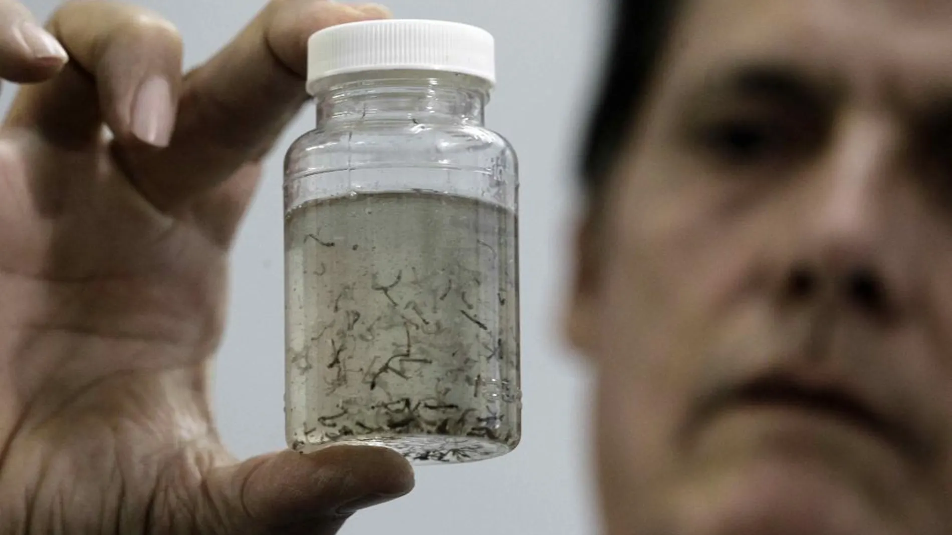 Un médico muestra un frasco con larvas del mosquito que contagia la enfermedad