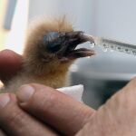 El segundo guirre nacido en cautividad en el Centro de recuperación de Fauna Salvaje de Gran Canaria en su primer día de vida mientras recibía manzanilla con una jeringuilla