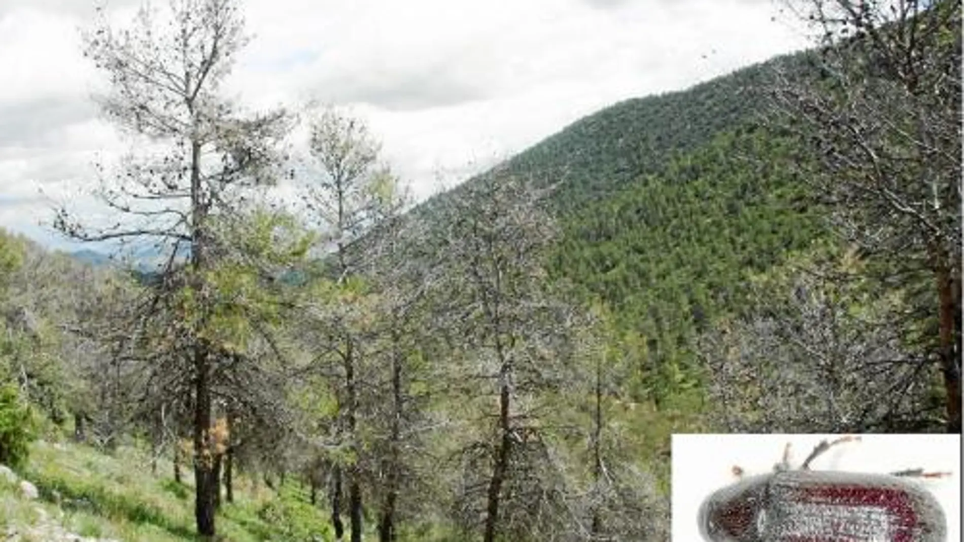 La imagen muestra un rodal de pinos atacados por «Tomicus destruens» tras una granizada