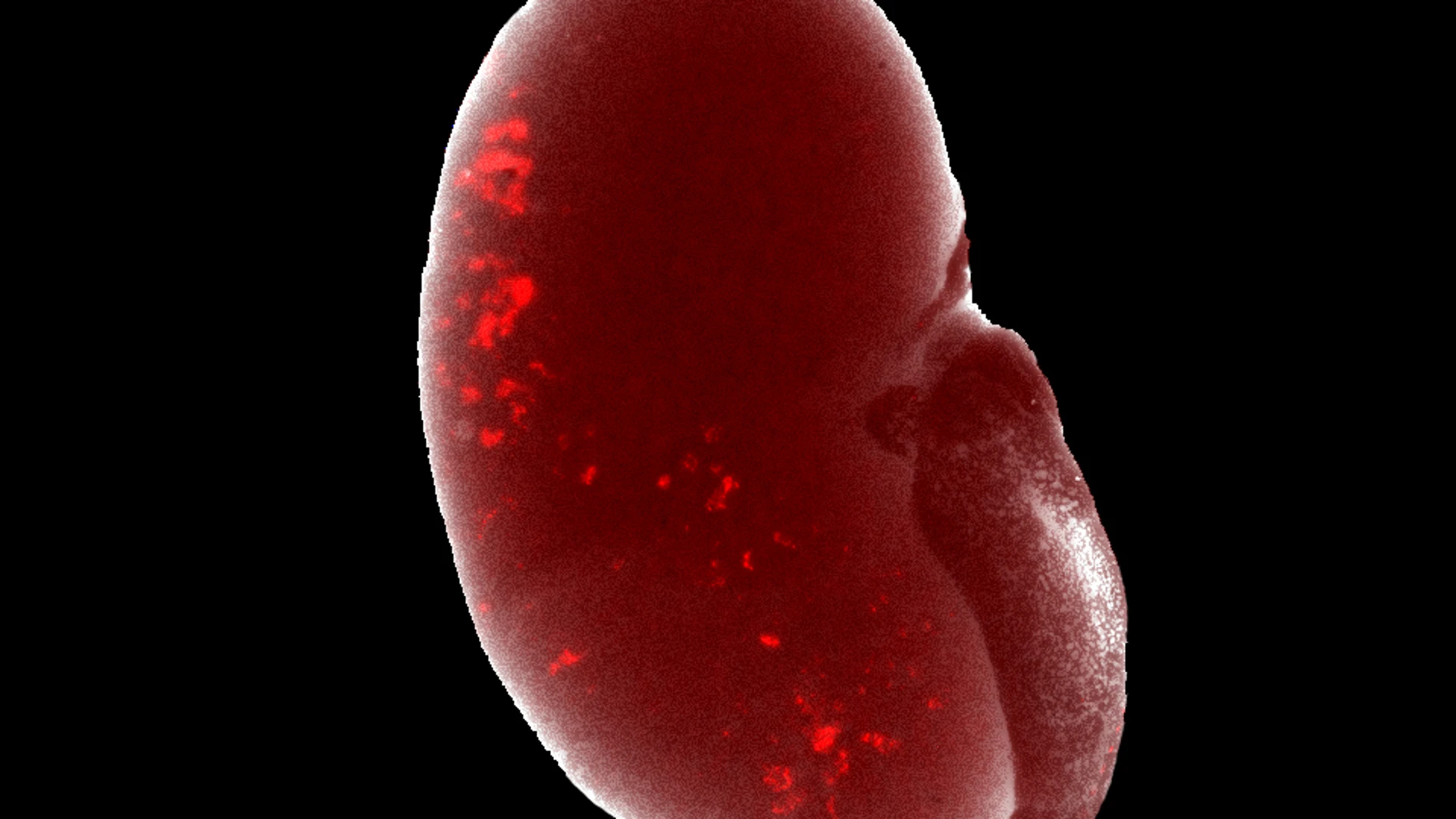 Células progenitoras renales de laboratorio (en rojo) tras ser trasplantadas se integran por completo