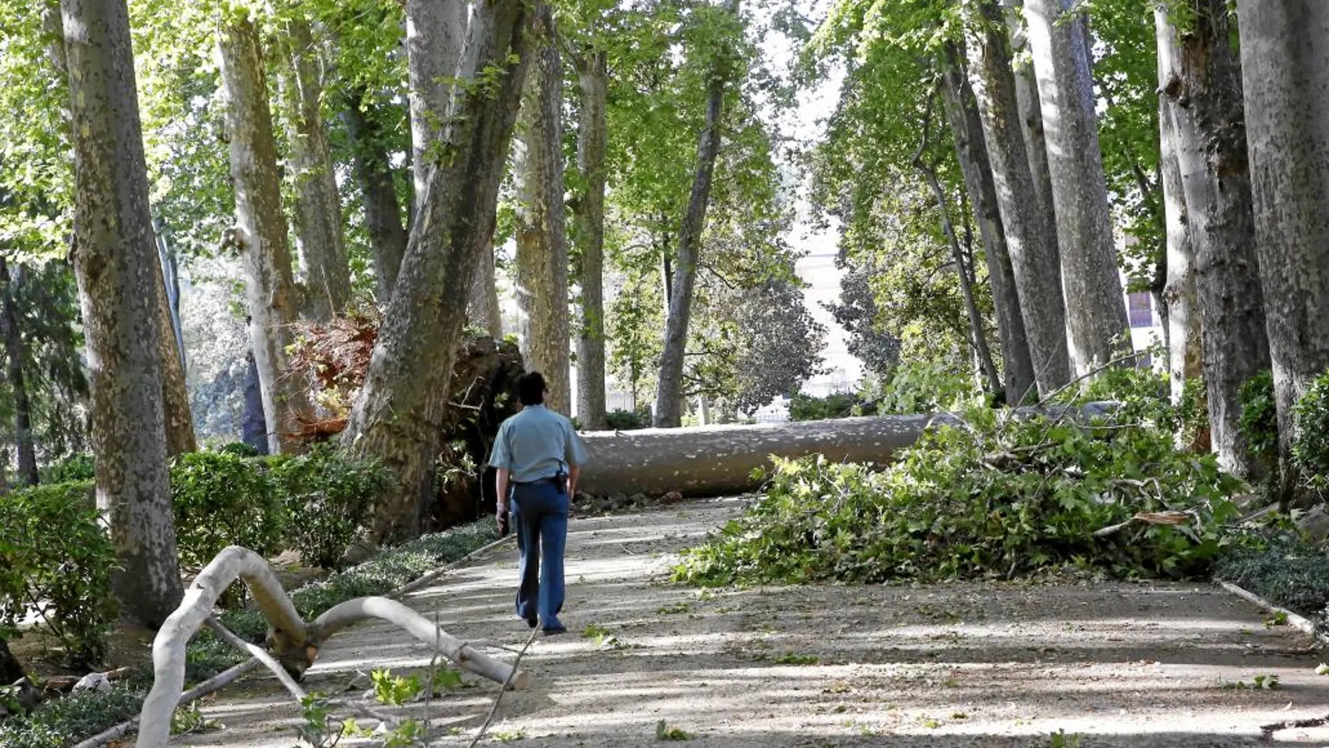Más de dos centenares de árboles, muchos de ellos centenarios, quedaron destrozados por la tormenta del pasado 30 de agosto en el Real Sitio