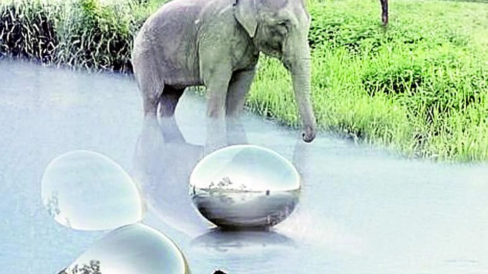 Unos niños, tras salir de una esfera, se bañan junto a un elefante