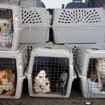  Cuatro detenidos por vender cachorros de perro que morían a las pocas horas