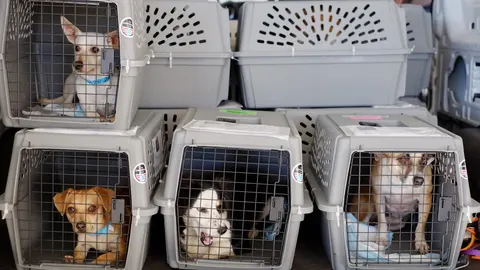 Cuatro detenidos por vender cachorros de perro que morían a las pocas horas
