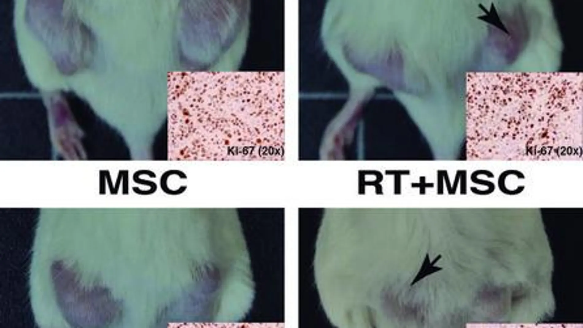La imagen muestra cuatro animales con dos tumores cada uno. Las fotografías son representativas del crecimiento de los tumores en los grupos control (sin tratar), tratados solo con radioterapia (RT), tratados con células mesenquimales (MSC) y tratados con la combinación de células mesenquimales y radioterapia (RT+MSC). Las flechas indican los tumores que han recibido el tratamiento con radioterapia, el tumor contralateral no tratado es representativo del efecto de vecindad.