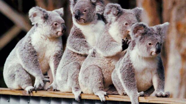 Un grupo de koalas fotografiados en Sydney