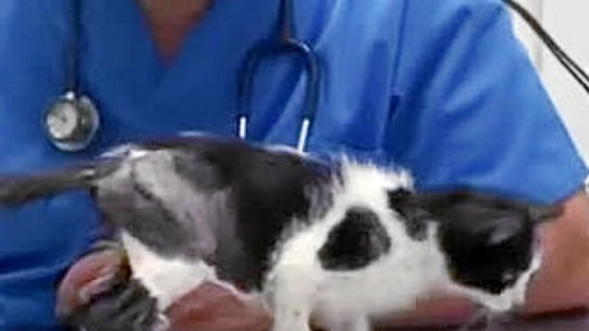 La gatita de dos meses Broken recibió los cuidados del mediático veterinario Carlos Rodríguez