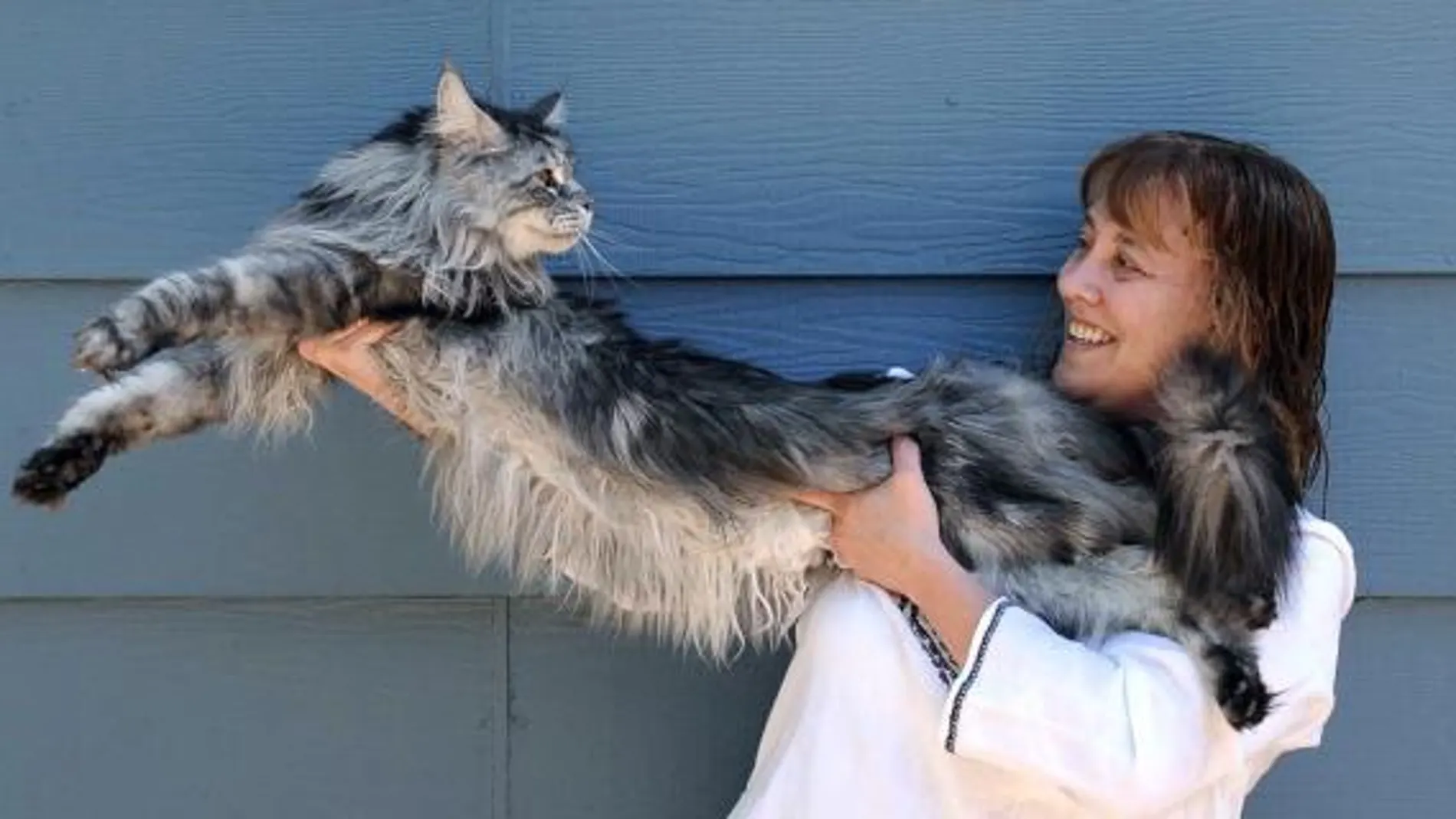 El gato más largo del mundo mide 120 centímetros