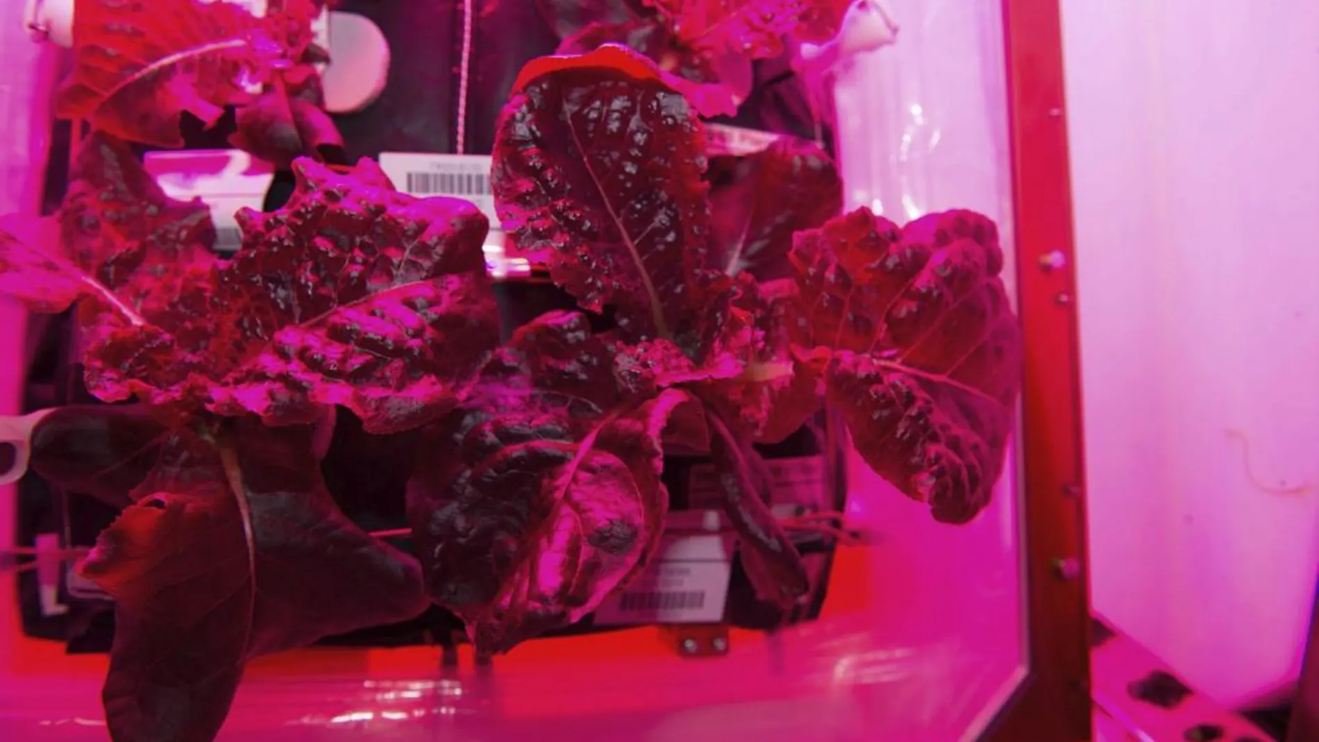 El cultivo de plantas denominada Experimento Veg-01 o "Veggie", que producen lechuga romana para los astronautas de la Estación Espacial