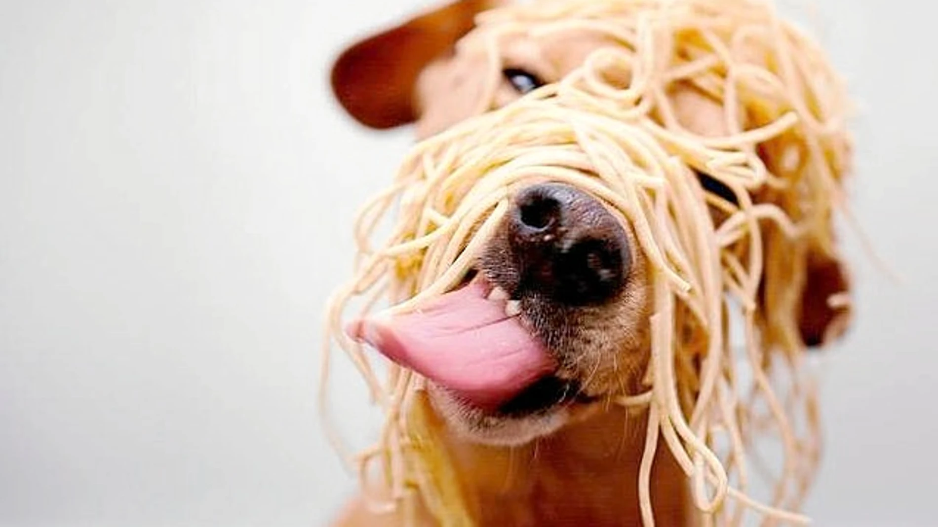 Alimentar a un perro cuesta unos 30 euros al mes, y hasta 100 si requiere una dieta especial