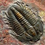 Fósil de trilobite