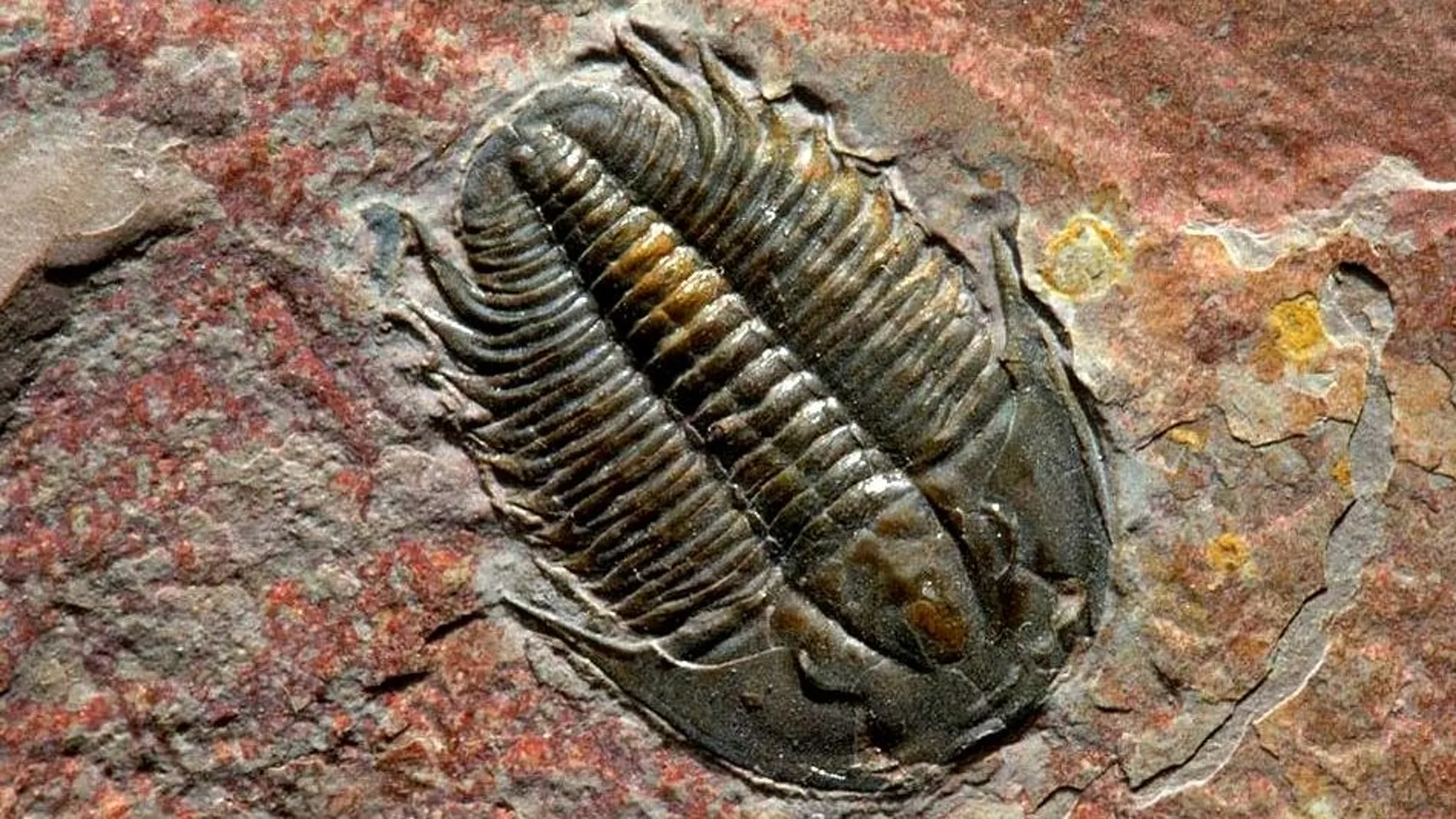 Fósil de trilobite