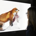 La fotografía ganadora del concurso fue protagonizada por estos dos zorros