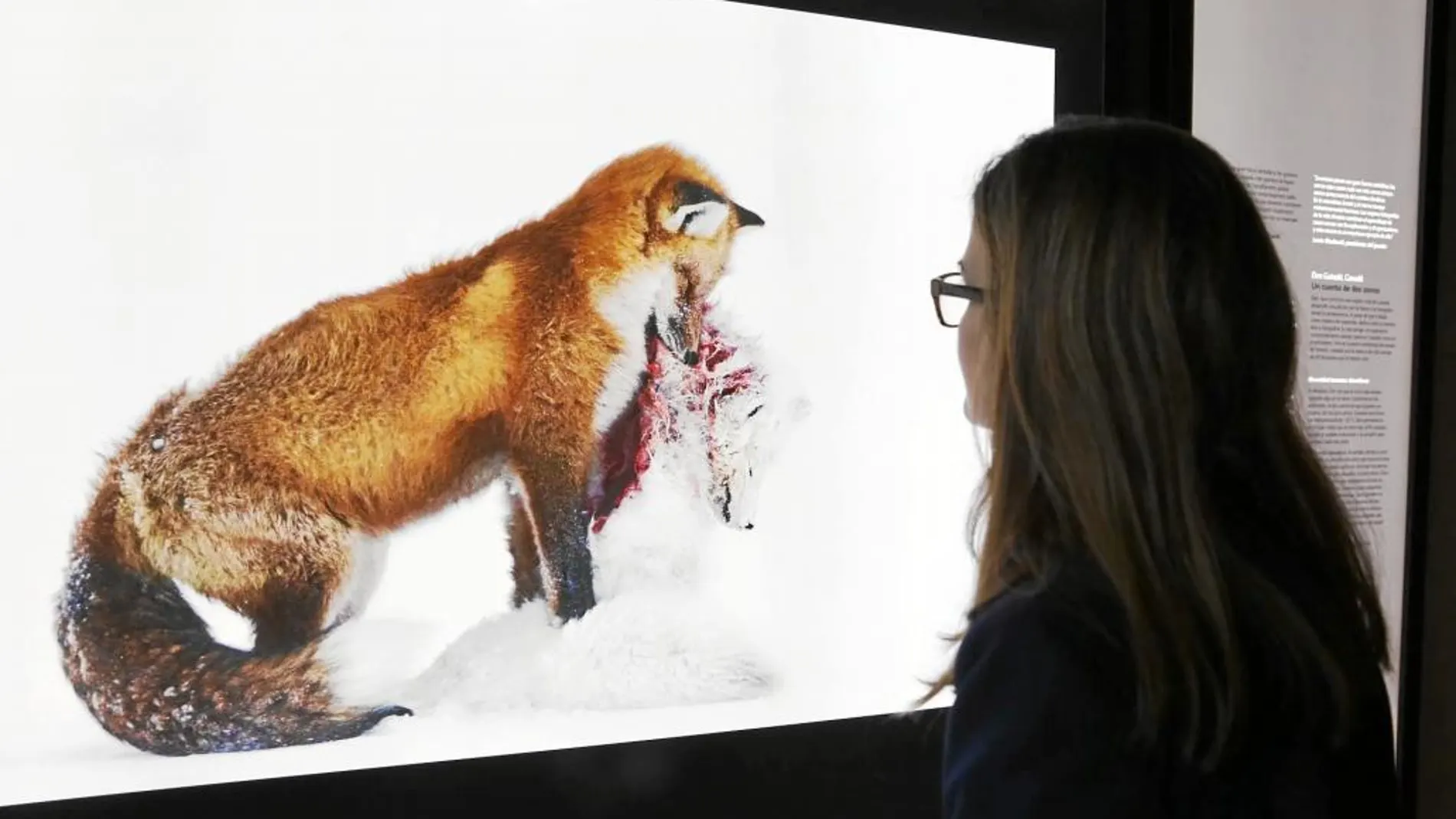 La fotografía ganadora del concurso fue protagonizada por estos dos zorros