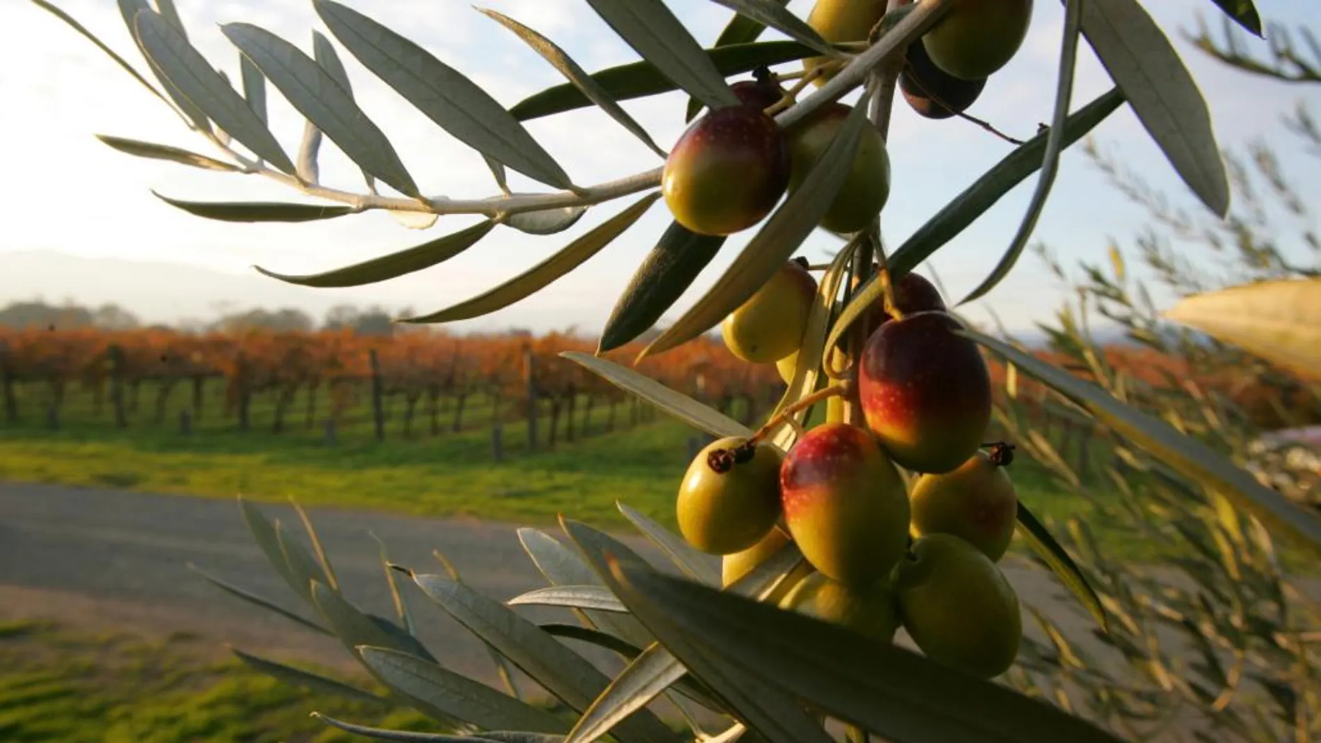 Estados Unidos es el segundo mercado más importante para las exportaciones de aceite de oliva de España