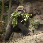 ¿Cómo se mide el bienestar de los gorilas?