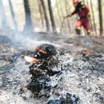 El 92% a favor de endurecer las penas por provocar incendios