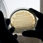 Logran producir diésel a partir de bacterias