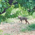 El lince ibérico Litio llevaba un collar GPS que había dejado de emitir, por eso lo habían perdido, aunque los técnicos intentarán recuperar las coordenadas por las que pasó el animal