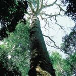 El árbol de los pigmeos