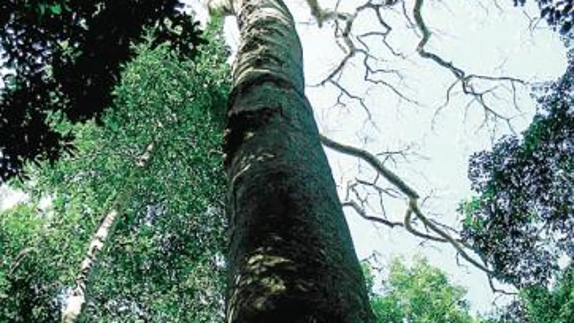El árbol de los pigmeos