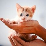 Leo, uno de los gatitos que ha conseguido encontrar un nuevo hogar ayudado por S.O.S Gatos Murcia